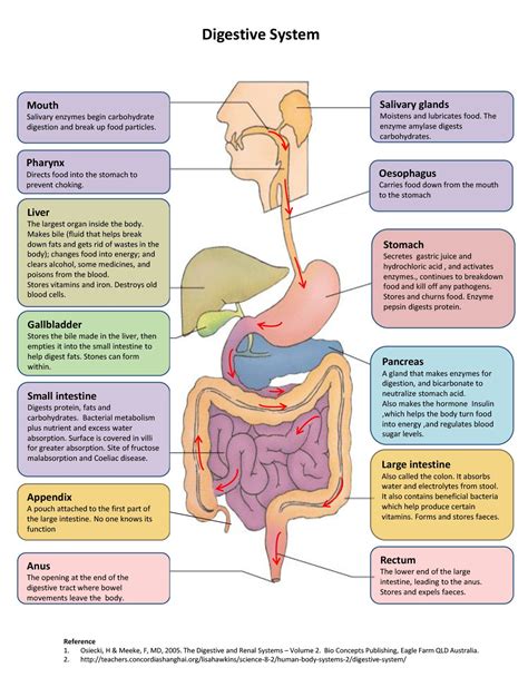 The Gastrointestinal Unit .